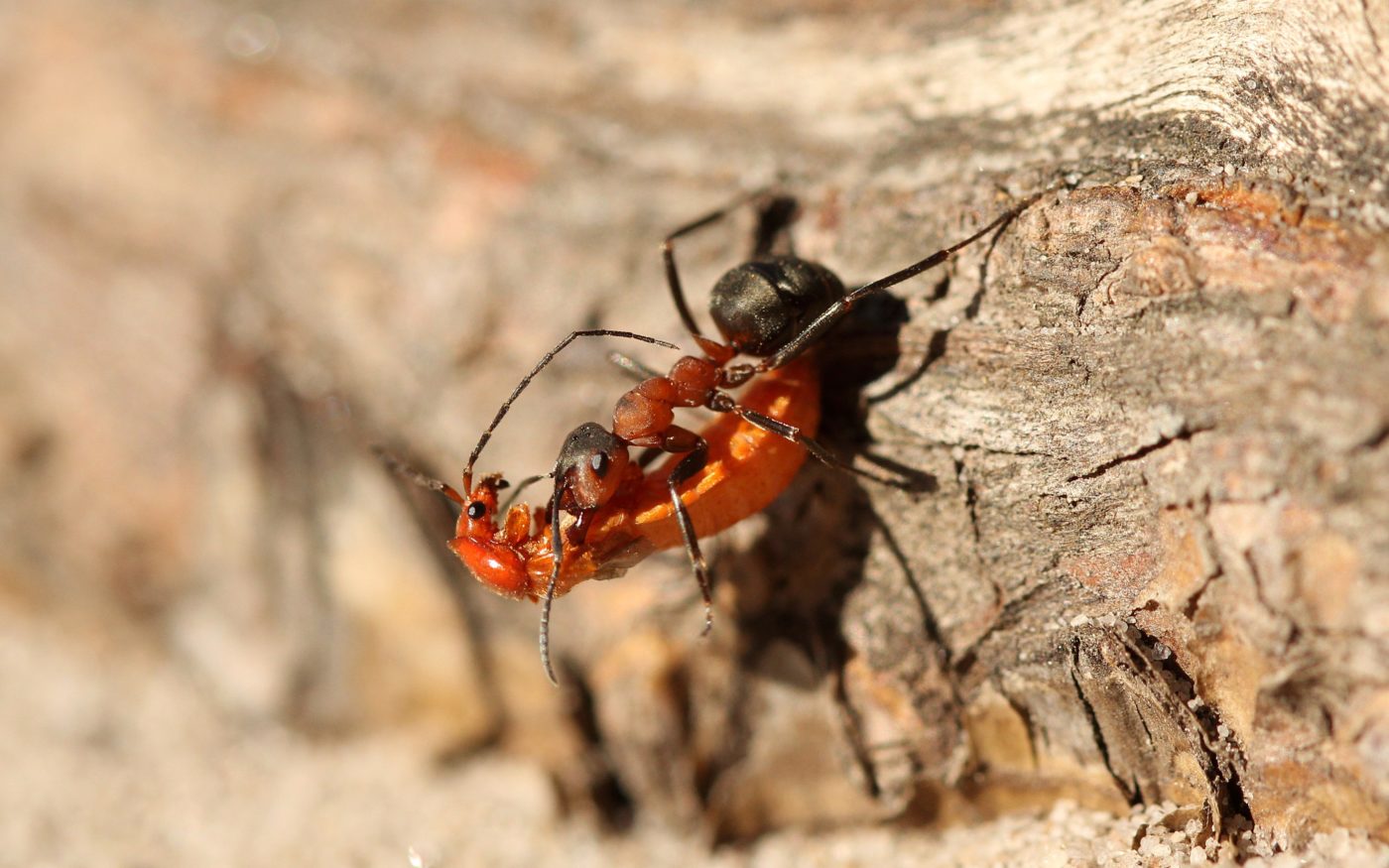 Common red soldier beetle, Rhagonycha fulva, and wood ant